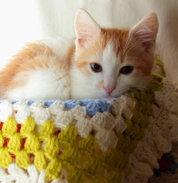 ニットの格子縞横になっている子猫 — ストック写真