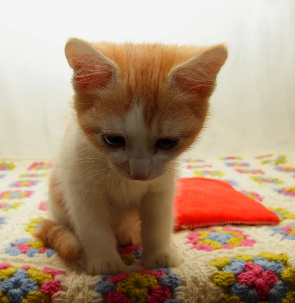 슬픈 눈을 찾는 새끼 고양이 — 스톡 사진