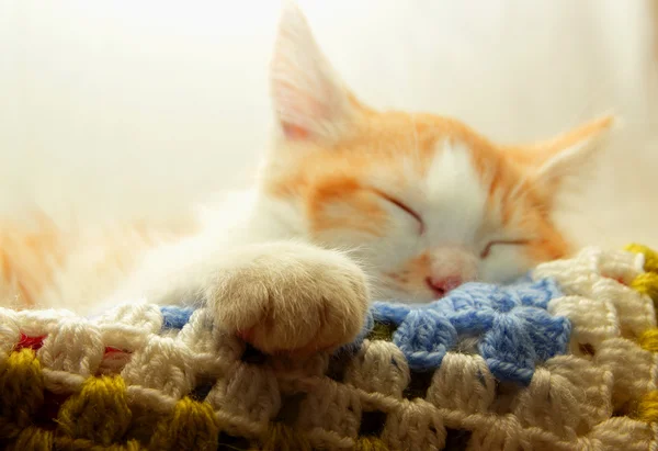 Kätzchen schwang seinen Fuß und schlief, konzentrierte sich auf den Fuß — Stockfoto