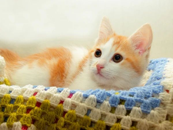 Petit chaton couché sur le tapis et surveille de près — Photo