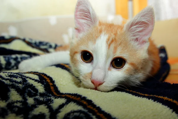 Ginger gatito acostado en una bata de baño —  Fotos de Stock