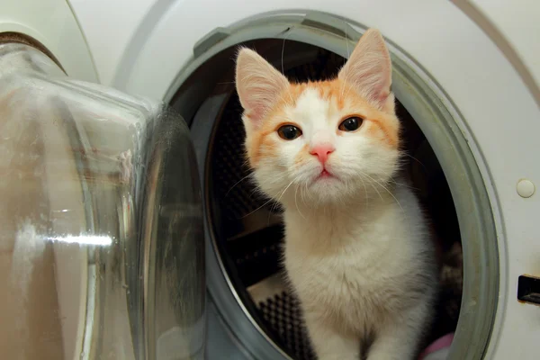 Gatinho de gengibre subiu na máquina de lavar roupa e olha para fora dela — Fotografia de Stock