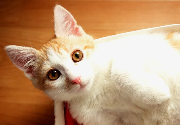 Gatito con ojos del color del champán —  Fotos de Stock