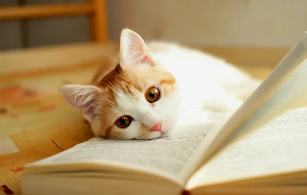 Il gattino rosso e bianco si trova tranquillamente sul libro aperto Immagini Stock Royalty Free