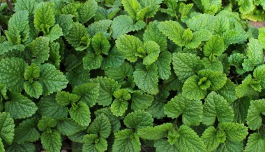 taze melissa bahçede büyüyen