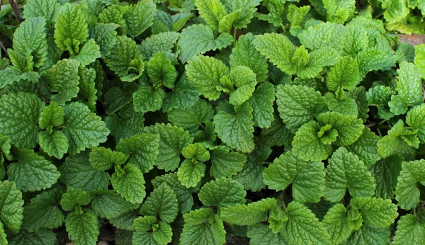 taze melissa bahçede büyüyen