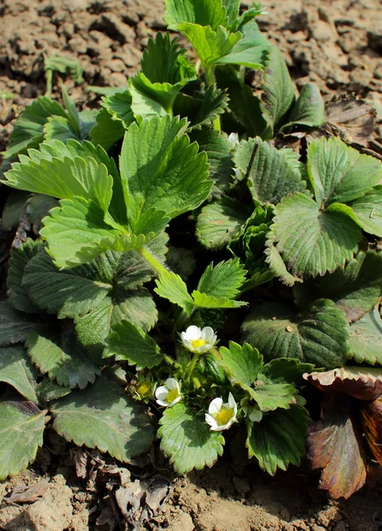 Grote bush bloeien in de tuin aardbeien in april — Stockfoto