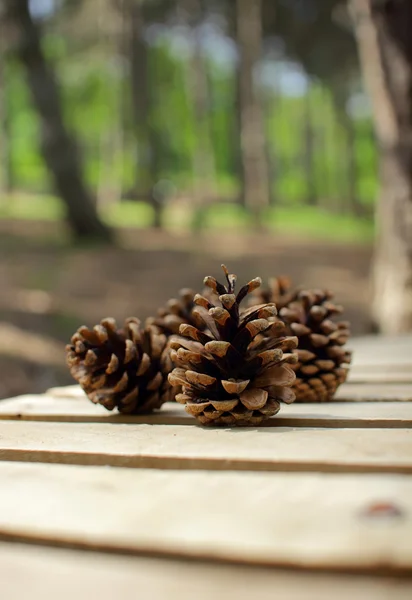 Cones on a park bench — Stock Photo, Image