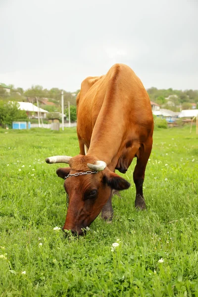 Cow grazing on green meadow — Stock Photo, Image