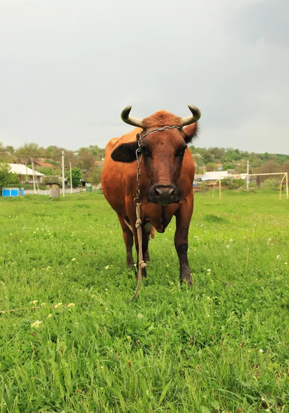 Cow on green meadow looking curiously — Stock Photo, Image