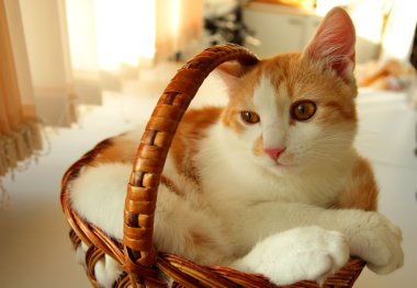 Red kitten sitting in a basket clipart