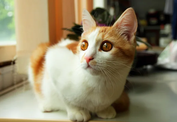 Gatito, mirando sorprendido e interés — Foto de Stock