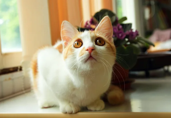 Kitten, looking surprised and interest — Stock Photo, Image