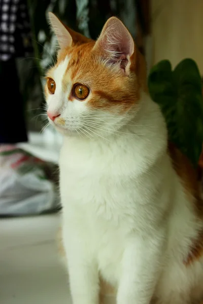 Gatito, mirando sorprendido e interés — Foto de Stock