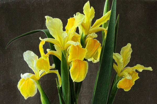 Λουλούδια Ίρις κίτρινο — Φωτογραφία Αρχείου