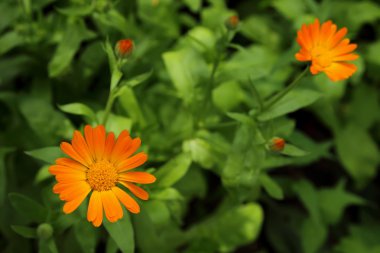 Bahçede çiçek açan calendula