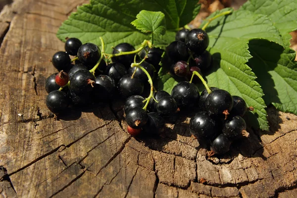 Black currant, lying on the stump — Stock Photo, Image