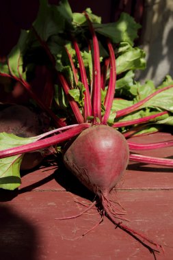 üstleri ile genç pancar