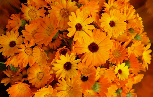 Collected calendula flowers — Stock Photo, Image