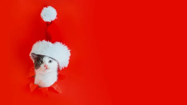 Chat de Noël portant le chapeau du Père Noël isolé sur fond de couleur rouge. Chaton drôle est entré dans le trou comme Noël nouveau concept de cadeau de l'année. Bonne année animal de compagnie avec espace de copie — Photo