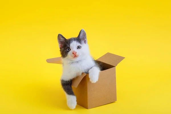 Gatinho engraçado em caixa de papelão isolado na cor de fundo amarelo com espaço de cópia. Belo gato preto e branco olha para fora caixa de entrega de alimentos com patas. Piada de gato na caixa de presente Kitten meme Concept. — Fotografia de Stock