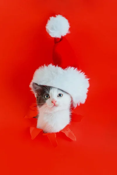 Gato de Navidad con sombrero de Santa Claus aislado sobre fondo de color rojo. Gatito divertido se metió en el agujero como el concepto de regalo de Navidad año nuevo. Feliz año nuevo mascota —  Fotos de Stock