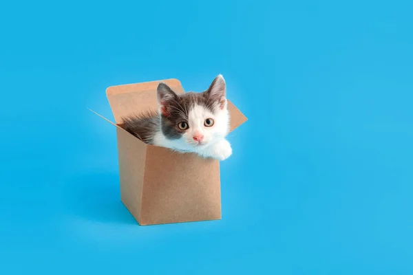 Gatinho engraçado em caixa de papelão isolado na cor azul fundo com espaço de cópia. Belo gato preto e branco olha para fora caixa de entrega de alimentos. Piada de gato na caixa de presente Kitten meme Concept. — Fotografia de Stock