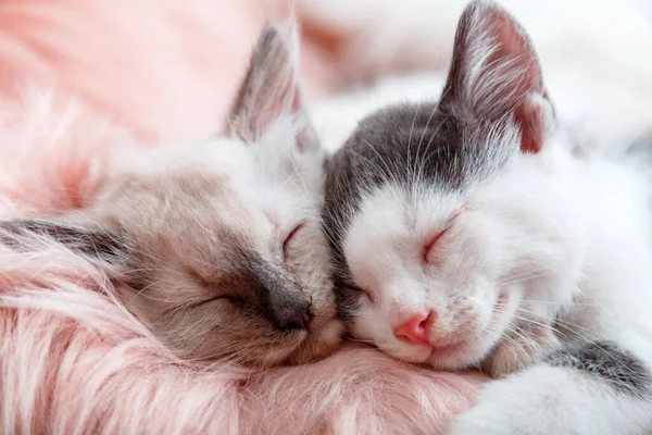 Några små glada kattungar i kärlek sover tillsammans på rosa fluffig rutig. Porträtt av två katter bekvämt sova koppla av i mysiga hem. Kattungar nosar närbild banner för alla hjärtans dag. — Stockfoto