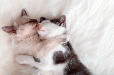 Birbirine aşık kedi yavruları, beyaz tüylü ekose yatakta birlikte uyur. Pençeleriyle sarılan iki kedi evde dinleniyor. Kedi yavrusu hayvan Sevgililer Günü afişi kopyalama alanı.