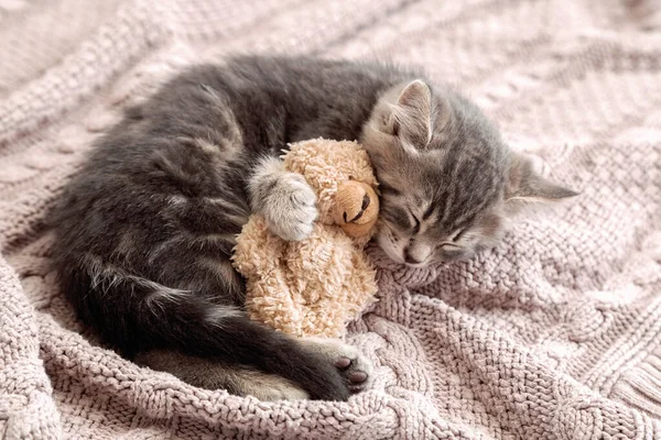 Little Cat dormir em cobertor acolhedor abraços brinquedo. Fluffy tabby gatinho roncando confortavelmente abraçar ursinho de pelúcia em xadrez rosa de malha. Espaço para cópia. bebê gatinho doce sonhos — Fotografia de Stock