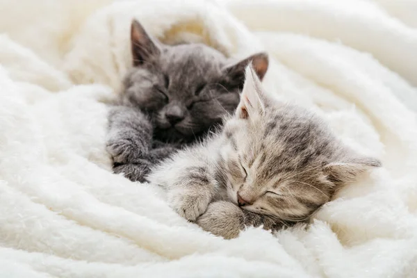 家族二匹の猫が一緒に休んでいる。愛抱擁で2つのグレーとタビーの美しい国内子猫。2つの眠い子猫は白い毛布の中で快適に眠る — ストック写真