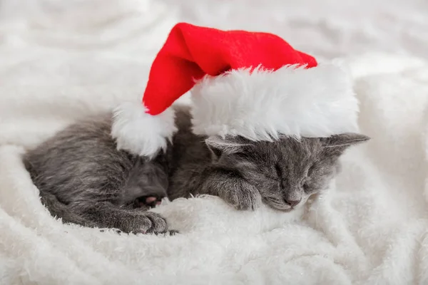 Vánoční kotě v Santa Claus klobouku spí na měkké načechrané bílé kostkované. Vánoční šedý britský kočičí portrét. Novoroční spící šedá kočička. Útulný kočičí spánek. Dlouhý proužek webu — Stock fotografie