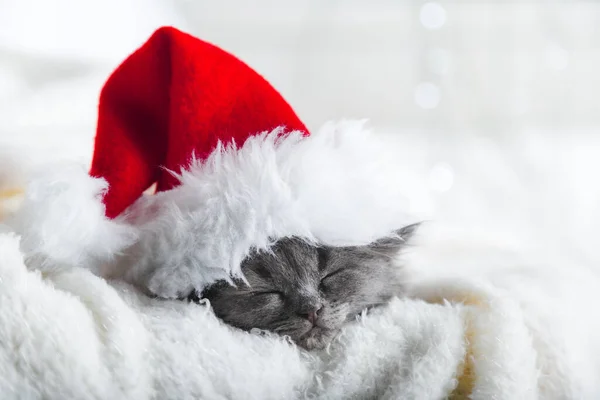 Vánoční šedé nadýchané kotě v klobouku Santa Claus spánek portrét zabalený v měkké nadýchané bílé kostkované. Vánoce šedý Nový rok kočka spí na bílém pozadí. — Stock fotografie