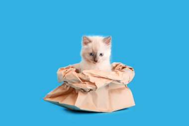 Kese kağıdında saklanan komik kedi yavrusu mavi arka planda kopya alanı ile izole edilmiş. Güzel tüylü beyaz kedi yemek çantasından çıkıyor. Kedi şakası Mizah Kedicik mim Yaratıcı Trend Kavramı.