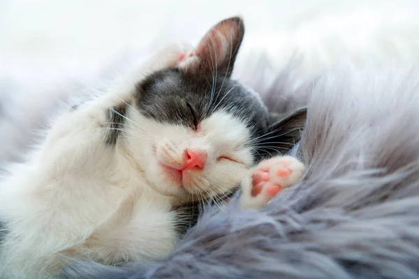 Malé šťastné koťátko ve spánku zvedne tlapky a ukáže tlapky na šedých načechraných kostkách. Cat pohodlně zdřímnout relaxovat v útulné domácí posteli. Kotě domácí zvíře Portrét s růžovým nosem mají Sladké sny — Stock fotografie