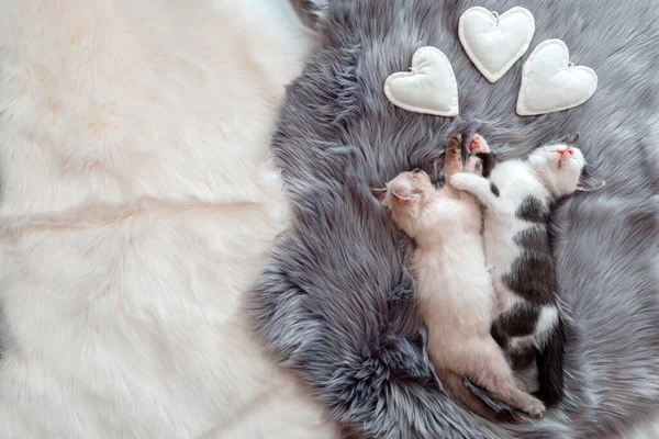 Couple little kittens in love sleep together hug on gray fluffy plaid with heart symbol. 2 two cats comfortably sleep in hug relax at home. Kitten pet animal flat lay valentine day banner copy space.