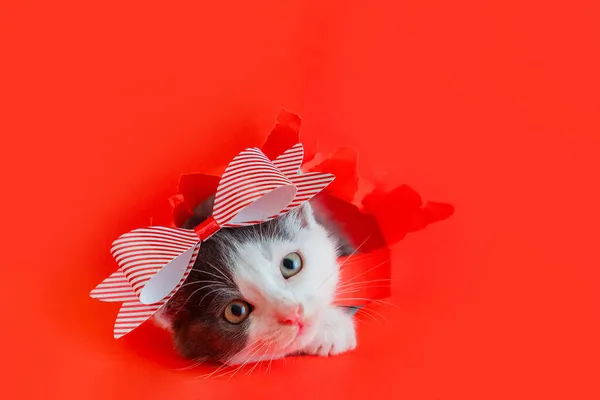 Lindo gatito animal con lazo rojo sale del agujero de papel aislado sobre fondo de color rojo. Gato animal de compañía con lazo como regalo sorpresa para regalo de Navidad o San Valentín Mira hacia fuera con interés —  Fotos de Stock