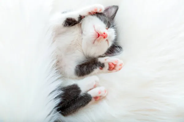귀여운 고양이 고양이 고양이는 하얀 솜털 층에 분홍색 발 패드가 있는 발을 들어올리며 잠을 잡니다. 검은 고양이는 아늑 한 침대에서 편안하게 낮잠을 잔다. 분홍색 코를 가진 고양이 과 동물은 달콤 한 꿈을 꾼다 . — 스톡 사진