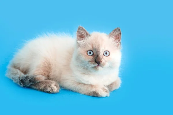 Petit chaton blanc moelleux isolé sur fond bleu avec espace de copie. Animal de compagnie chat effrayé sur fond couleur. Concept vétérinaire pour clinique vétérinaire — Photo
