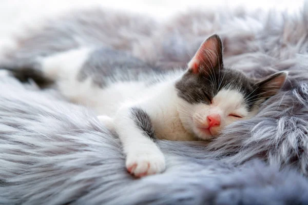 Gatito feliz dormir en gris esponjoso cuadros. Gato cómodamente siesta relajarse en la acogedora cama en casa. Gatito animal de compañía con nariz rosa tienen dulces sueños. — Foto de Stock