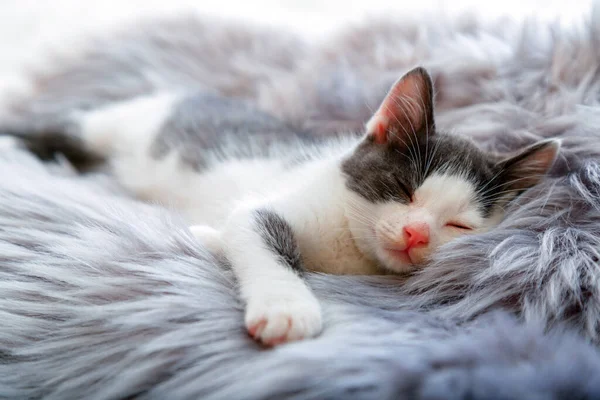 Šťastné koťátko spí na šedém načechraném kostkovaném. Cat pohodlně zdřímnout relaxovat v útulné domácí posteli. Kotě domácí zvíře s růžovým nosem mají Sladké sny. Stock Snímky
