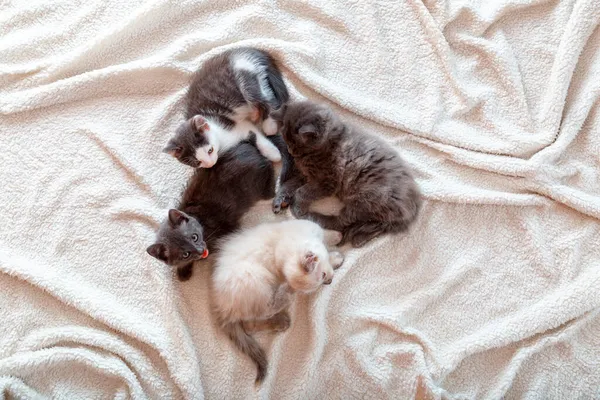Skupina mnoha zvířat rodina 4 koťata Leží stočený na měkké bílé přikrývce doma. Nahoru pohled Malá koťátka koťátka Kočky objímání spaní na posteli. Royalty Free Stock Obrázky