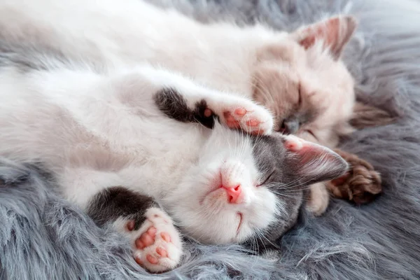 Couple little happy Cute kittens in love sleep nap together on gray fluffy plaid. 2 two cats pets animal comfortably sleep relax have sweet dreams at cozy home. Kittens on bed — Stock Photo, Image