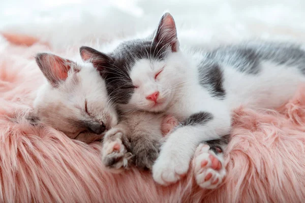 Paar kleine glückliche Nette verliebte Kätzchen schlafen zusammen auf rosa flauschigem Plaid. Portrait von zwei Katzen Haustiere Tier bequem schlafen entspannen zu Hause. Kätzchen rosa Nasen Pfoten aus nächster Nähe. — Stockfoto