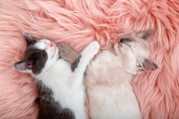 Nettes Paar kleine glückliche Kätzchen in Liebe schlafen zusammen auf rosa flauschigem Plaid. Zwei Katzen Haustier bequem schlafen entspannen zu Hause. Kätzchen schlafen zum Valentinstag in Herzform. — Stockfoto