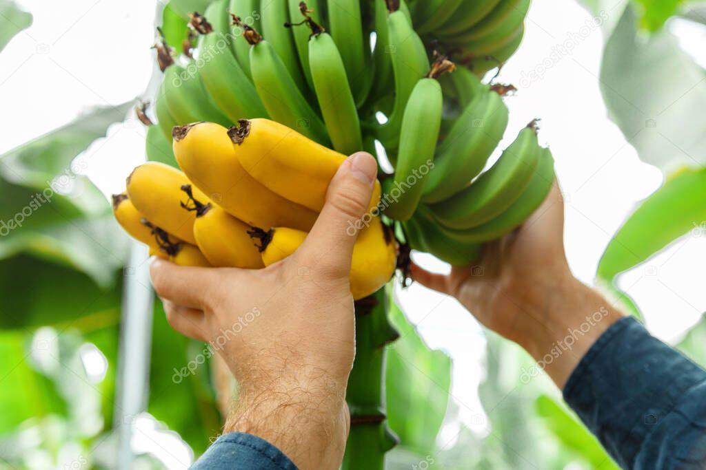 Man farmer pluck harvesting ripe yellow bananas fruit harvest from banana branch on young palm trees against plantation, tropical garden, rural farm. Ripe yellow bananas in male hands.