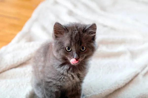 Aranyos szürke bolyhos cica nyalogatja az ajkait és a kamerába néz. Csukd be a macskáról készült portrét, vicces arccal és kiálló nyelvvel. éhes kisállat nyalogatja otthon. — Stock Fotó