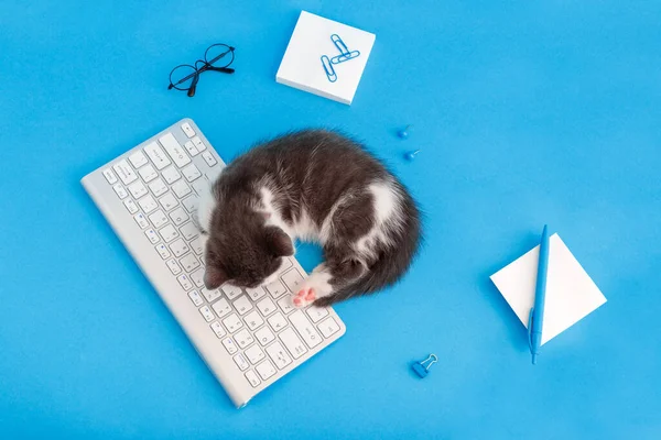 Симпатичный маленький котенок во сне на клавиатуре на рабочем столе с канцелярскими принадлежностями, компьютером. Домашние кошки спят на клавиатуре компьютера на синем цветовом фоне. Вид сверху. Концепция бизнеса, вернуться в школу, скучная работа. — стоковое фото