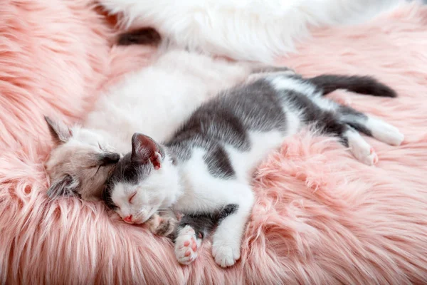 Paar kleine glückliche Niedliche verliebte Kätzchen schlafen zusammen auf rosa flauschigem Plaid. 2 Katzen Haustier bequem schlafen entspannen haben süße Träume zu Hause. Kätzchen im Bett — Stockfoto
