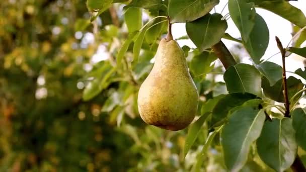 Vrouw plukt perenfruit. Vrouwelijke handenstokers rijpe peer. Rijp gele peer op tak van boom in boomgaard voor voedsel buiten. Plantaardige vruchten, Oogstperen in de zomertuin. Milieuzaken, landbouwproducten. — Stockvideo